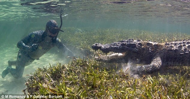 man swimming with crocdiles