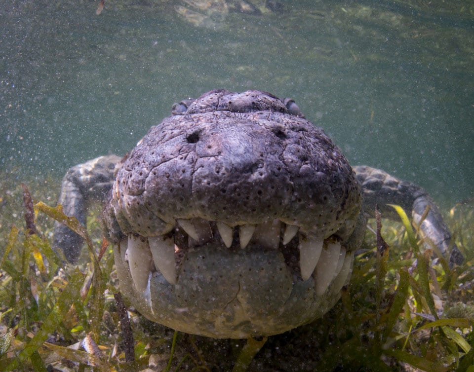 giant crocodile