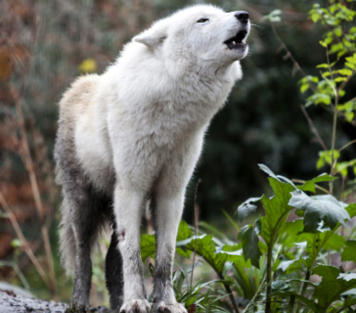 howling wolf