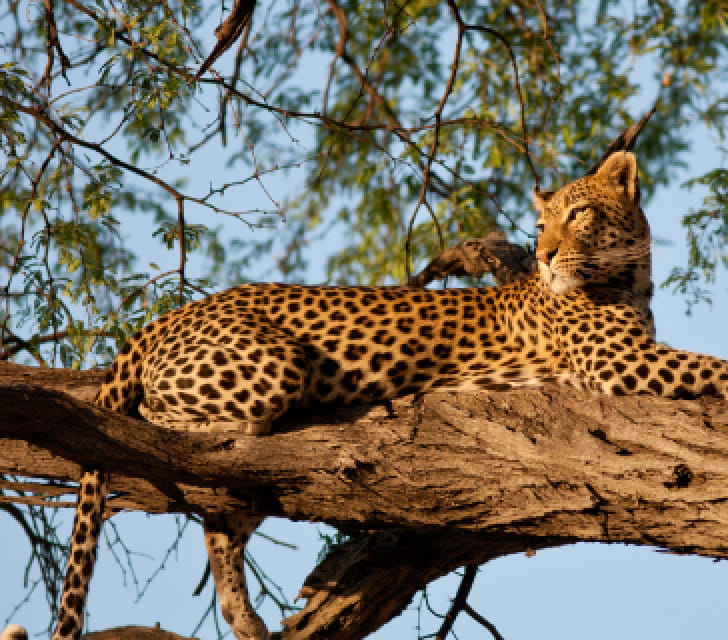 jaguar lounging